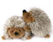 Pawaboo Plüschspielzeug für Hunde, 2 Stück Igel Plüsch Hundespielzeug Interaktiv Hundspielzeug mit Quietscher, Ungiftig Weich Robust für Hunde Katzen Beißen Spielen Training, M Size für kleine Hunde