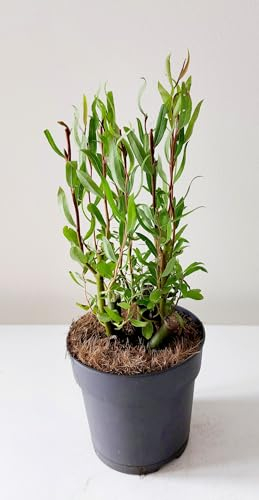 Korkenzieher-Weide 30-50 cm Salix babylonica Tortuosa Zickzack-Weide