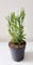 Korkenzieher-Weide 30-50 cm Salix babylonica Tortuosa Zickzack-Weide
