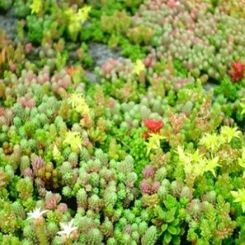semillas Sedum mezcla 100-400 (sequía, Jardín de Rocas de contenedores, área seca)
