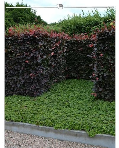 Blutbuche 80-100 cm. 25 Heckenpflanzen. Fagus sylvatica Atropunicea. Buchen