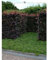 Blutbuche 80-100 cm. 25 Heckenpflanzen. Fagus sylvatica Atropunicea. Buchen