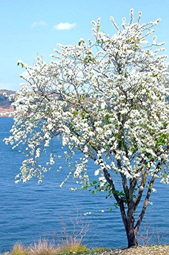 Dwarf Weiß Bauhinia, verschneiter Orchidee Baum exotische Blume Bonsai Pflanzensamen 15 Samen