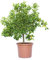 Vannucci Piante - Citrus mitis, Citrus calamondino, Agrumi, Pianta vera, Pianta da terrazzo, Albero da frutto, Mediterranea