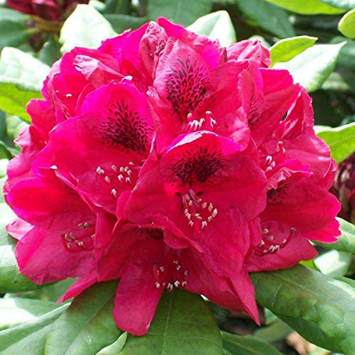 Rhododendron 'Lord Roberts' - Kompakter Wuchs mit beeindruckenden blauen Blüten - 40-50 cm Topf