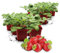 FLORTUS Erdbeerpflanzen Hummi® Merosa | 12 XXL Pflanzen Erdbeeren im Topf | Erdbeerpflanzen mehrjährig winterhart mit rubinroten, süßen Früchten
