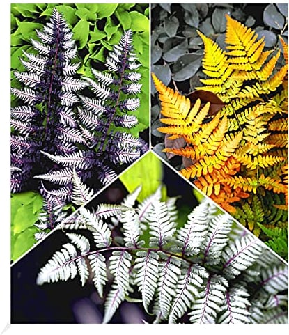 BALDUR Garten Winterharte Japanische Schmuck-Farn-Kollektion, 3 Pflanzen Dryopteris, Athyrium Gartenfarn, winterharte Staude, mehrjährig, pflegeleicht