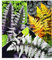 BALDUR Garten Winterharte Japanische Schmuck-Farn-Kollektion, 3 Pflanzen Dryopteris, Athyrium Gartenfarn, winterharte Staude, mehrjährig, pflegeleicht
