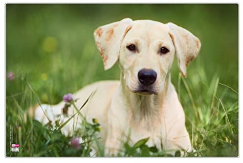 VELOFLEX 4651096 - Schreibtischunterlage Hund, 40 x 60 cm, rutschfest, abwaschbar, mit transparenter Antireflex-Schutzfolie, Schreibtischauflage, Malunterlage, Bastelunterlage, 1 Stück