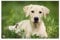 VELOFLEX 4651096 - Schreibtischunterlage Hund, 40 x 60 cm, rutschfest, abwaschbar, mit transparenter Antireflex-Schutzfolie, Schreibtischauflage, Malunterlage, Bastelunterlage, 1 Stück