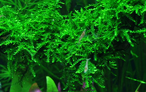 AquaOne Aquarium Pflanze In Vitro 2 Stück Moos Vesicularia ferriei 'Weeping' Wasserpflanze 1-2-Grow Aquariumpflanzen Set Moose Becher Labor-Aquarienpflanzen