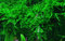 AquaOne Aquarium Pflanze In Vitro 2 Stück Moos Vesicularia ferriei 'Weeping' Wasserpflanze 1-2-Grow Aquariumpflanzen Set Moose Becher Labor-Aquarienpflanzen