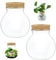 Terrarium bocal Verre terrarium Transparent