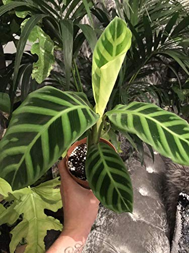 Portal Cool Calathea Zebrina Zimmerpflanzen