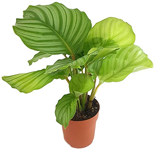 Fangblatt - Calathea orbifolia - grün gestreifte Korbmarante - exotische Grünpflanze für Dschungler - ca. 40 cm hoch