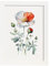Nacnic Mohn 2 Poster im nordischen Stil. Botanik Illustrationen mit Blumen und Pflanzen im Wasserfarbe. Innenarchitektur und Dekoration. A4 weißen Rahmen.