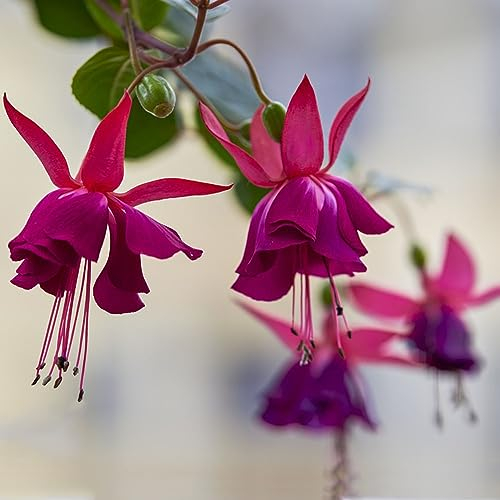 50 pcs fuchsien pflanzen kaufen samen - winterfeste pflanzen für balkon balkonpflanzen Fuchsiensamen blumen deko flower dachbegrünung bienenweide deko büro blumensamen