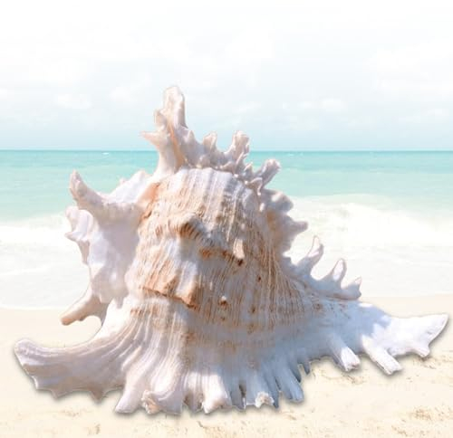 Leikurvo Große Natürliche Muschelschalen,16–18 cm Große Ozeanmuscheln, Muscheln Perfekt für Hochzeitsdekor Beach Themenparty, Wohndekorationen, DIY-Kunsthandwerk, Muschel sammler, Aquarium