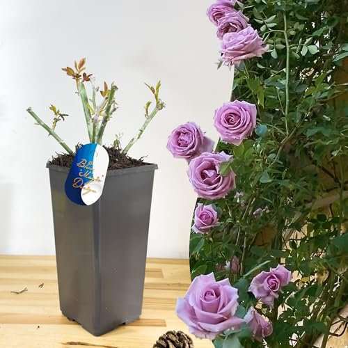 Rosa rampicante viola Indigoletta in vaso da 2 l: radici ben sviluppate, ideale per tralicci, pergole e giardino verticale Caratteristiche