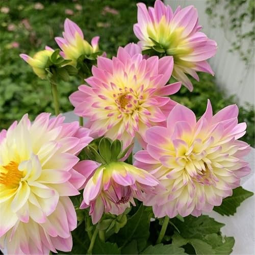 YGHESFDE Dahlia Bulbs Mix,Dahlia tubers Bulk,Dahlia Plant for Sale/Potted/Plants/Rhizome/Ornamental/Resistant/Bedding/Gorgeous-2bulbs-D