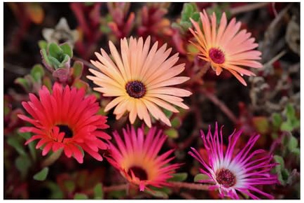 Stk - 3200x Eisblume Magic Carpet Mischung Mittagsblume Garten Pflanzen - Samen K81 - Seeds & Plants Shop by Ipsa