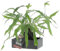 KENTIS - Microsorum su Pietra Lava - Pietra Lavica - Piante Vere da Interno - Felce Pianta da Appartamento - H 30-35 cm Vaso Ø 17 cm