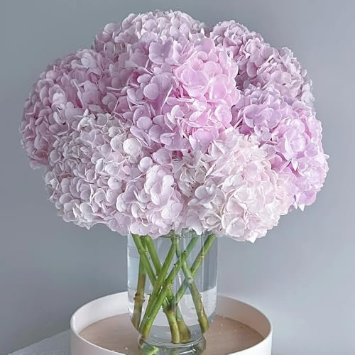 150 piezas semillas de hortensia hortensia bola de nieve resistente, semillas organicas semillas de flores silvestres plantas de jardin plantas del prado de mariposas semillas de
