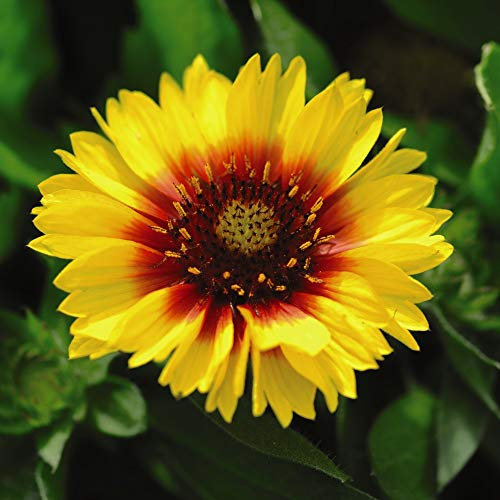 Gaillardia Arizona Sun Garden Plant Hardy Perennial Flowering Garden Plants Easy to Grow Your Own 15x Garden Ready Plants by Thompson and Morgan