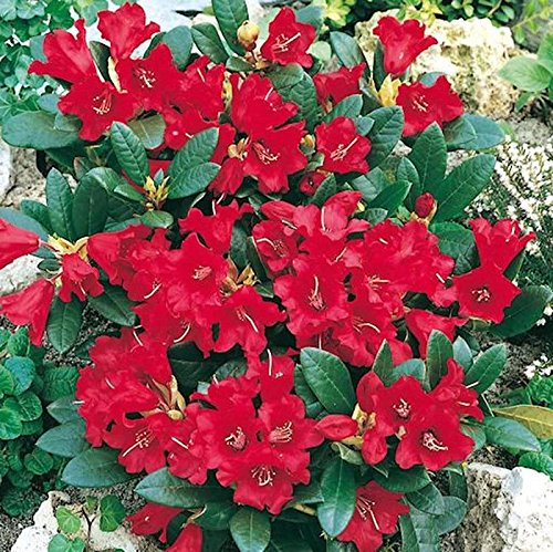 Zwerg Rhododendron Baden Baden 15-20cm - Rhododendron repens - Zwerg Alpenrose