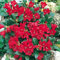 Zwerg Rhododendron Baden Baden 15-20cm - Rhododendron repens - Zwerg Alpenrose