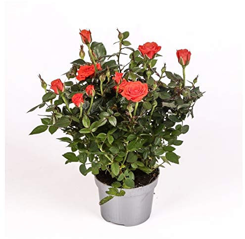 Rosal mini - PACK 6 unidades - maceta 10,5cm. - altura total aprox. 30cm. - planta viva - (envíos sólo a península)