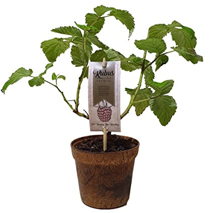 DECOALIVE Frambuesa Planta Natural para Cultivar Frutos del Bosque
