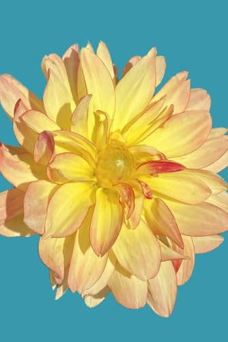 6x9 lined Yellow Dahlia Flower Journal in Blue