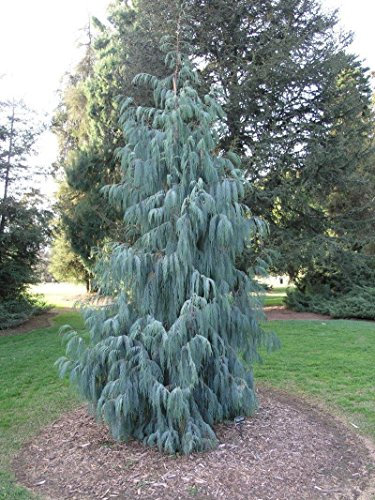 Kashmir Cipresso, Cupressus cashmeriana, 100 semi di albero (fragrante Weeping Evergreen)