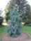 Kashmir Cipresso, Cupressus cashmeriana, 100 semi di albero (fragrante Weeping Evergreen)