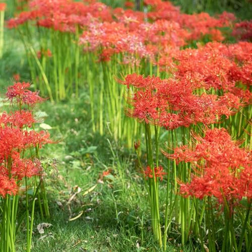 bulbi di giglio ragno bulbi di fiori primaverili, piante in vaso bulbi di giglio ragno bulbi rossa perenni piante perenni resistenti giardino erbe aromatiche piante decorative 2pcs