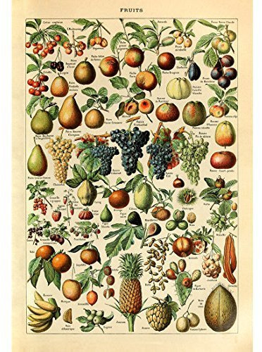 Meishe Art Poster Druck Vintage Kunstdruck Obstsorten Identifikationschart mit Ananas Birne Kirsche Apfel Früchte Sammlung für Küche Restaurant Wanddekor(40cm x 60cm)
