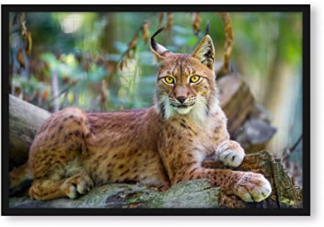 Pixxprint aufmerksamer Luchs, Poster im Bilderrahmen, Format: 55x40cm, Kunstdruck gerahmt