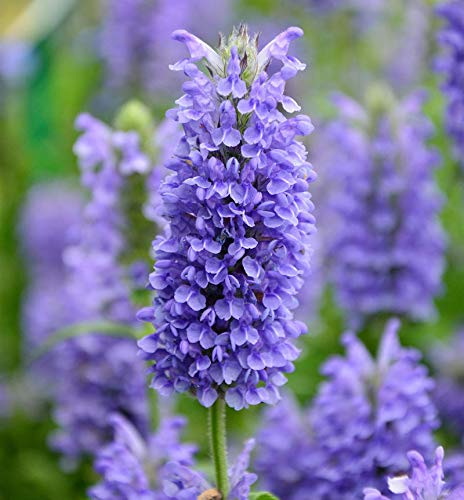 Kaschmir Katzenminze Blue Moon - Nepeta nervosa