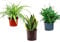 3 x Air Purifying Plants Spider Plant Chlorophytum, Spathiphyllum Peace Lily, Snake Plant Sansevieria Laurentii in 10-12 cm pots