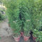 20 piezas semillas de balcon de bambu - planta rara,Fargesia spathacea, plantas en macetas con semillas de arboles decoración de la pared de la planta comprar un árbol bonsái