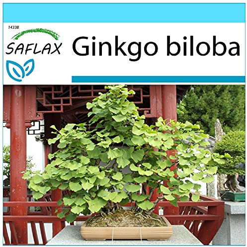 SAFLAX - Confezione regalo - Albero dei ventagli - 4 semi - Ginkgo biloba