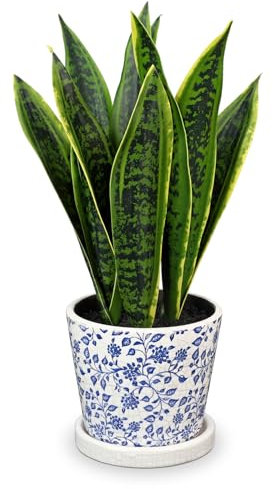 Briful 16 Fake Plants Artificial Snake Plants in Blue and White Ceramic Pot, 40CM Faux Sansevieria Decorative Artificial Plants Indoor for Home Office Desk Table Decor