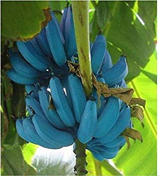 seedsown Samen Keimung: Bananen-Seeds 100 Stück blauen Bananen-Baum-Samen Köstliche Seltene Frucht Musa Blau Java