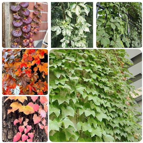 400 pcs Parthenocissus tricuspidata Wilder Wein Samen - pflanzenkübel exotische zimmerpflanzen Creeper Parthenocissus Quinquefolia - pflanzen garten luftreinigende zimmerpflanzen praktische