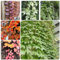 400 pcs Parthenocissus tricuspidata Wilder Wein Samen - pflanzenkübel exotische zimmerpflanzen Creeper Parthenocissus Quinquefolia - pflanzen garten luftreinigende zimmerpflanzen praktische