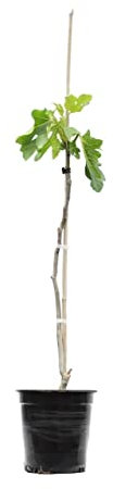 Frutal Natural de Exterior - Higuera - Ficus Carica