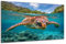 DARO Design - Wand-Bild auf 6mm HDF 30x20 cm Meeres-Schildkröte Wasser - Wand-Deko Bilder Geschenk