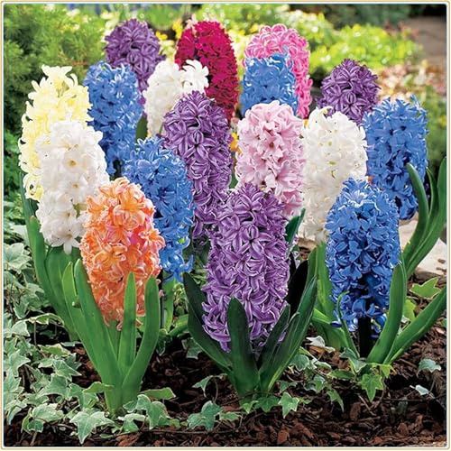 Seltene, Schnell-Wachsend, Sehr Exklusiv, Ideale Garten, Gartendekoration, (Winterhart/Stauden/Staude/Mehrjährig) -2Hyazinthen -F