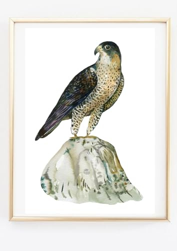 Din A4 Kunstdruck ohne Rahmen - Wanderfalke Falke - Vogel Raubvogel Natur Aquarell - Druck Poster Bild